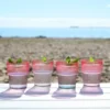 Coconut Grove Ombre S4 Tumblers - Image 2